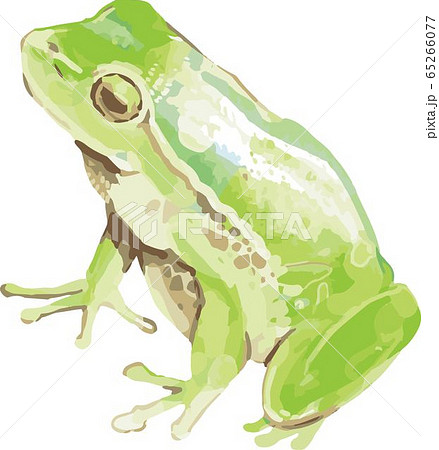 アマガエル 蛙 水彩 生き物のイラスト素材