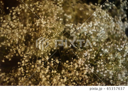 ドライフラワー かすみそう カスミソウ インテリアの写真素材