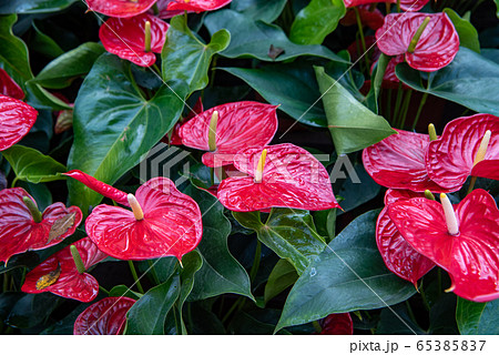 植物 葉 観葉植物 赤い花 黄色 花の写真素材