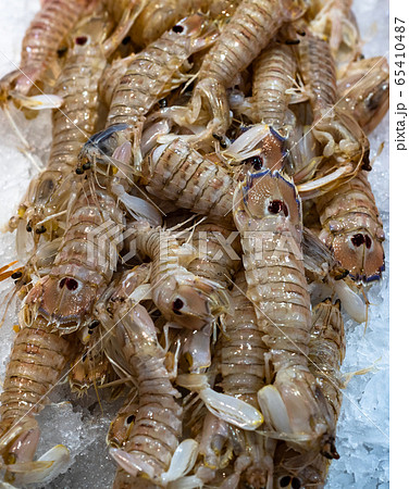 カマキリエビの写真素材