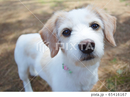 ジャックラッセルテリア 明るい 可愛い 爽やかの写真素材