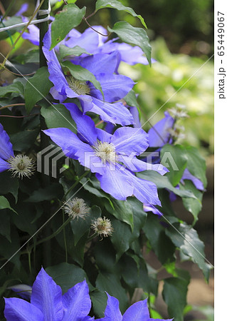 鉄仙花の写真素材