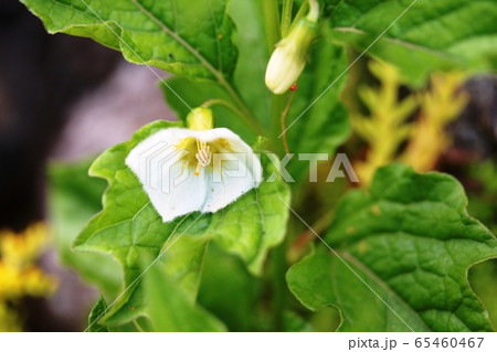 鬼灯 植物の写真素材