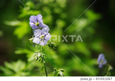 ハナシノブ はなしのぶ 紫の花 花忍の写真素材