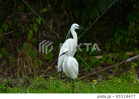 鳥類 鳥 鷺 二羽の写真素材 - PIXTA