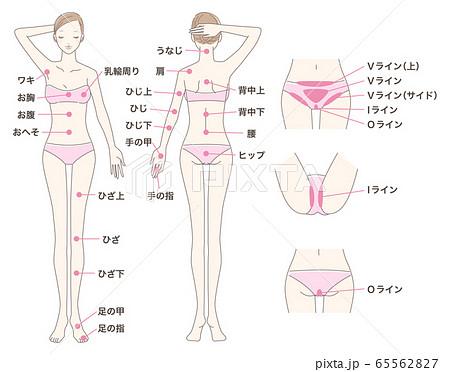 脱毛部位のイラスト素材