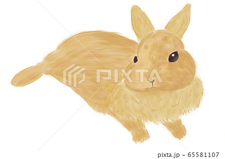 うさぎ 動物 ウサギ リアルのイラスト素材