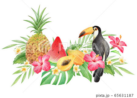 ハワイの鳥のイラスト素材