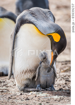 鳥 ヒナ キングペンギン 王様ペンギンの写真素材