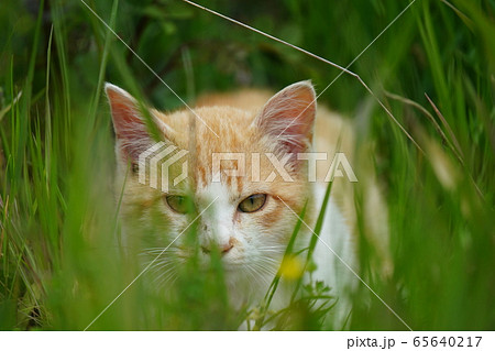 猫 子猫 可愛い 動物の写真素材