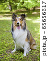 お座りするシェルティー成犬の写真素材 [65745306] - PIXTA