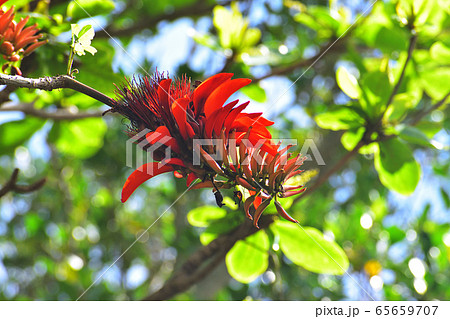花 青空 沖縄 赤い花の写真素材