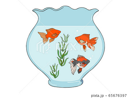 金魚鉢 金魚 イラスト 水草のイラスト素材