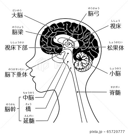 脳の断面図の写真素材