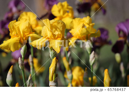 花 植物 タイムラプス 百合の写真素材