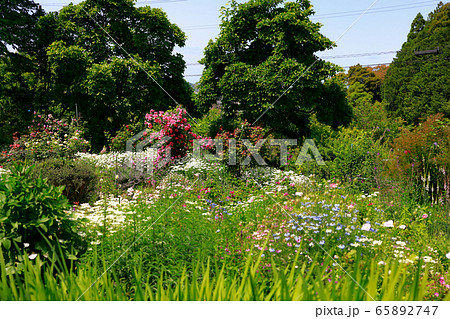 イギリス庭園の写真素材
