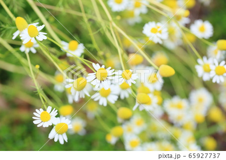 ジャーマンカモミール かわいいの写真素材