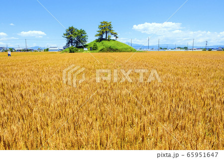 麦穂 黄金色の写真素材 - PIXTA