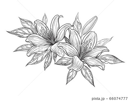 花 スケッチ 写生 ユリのイラスト素材 - PIXTA