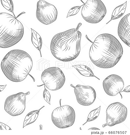 白黒 モノクロ ベクター りんごの木のイラスト素材