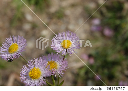 ハルシオン 花 雑草の写真素材