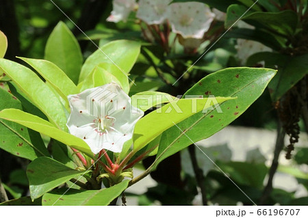 カルミア 赤い花 花 アメリカシャクナゲの写真素材