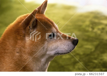 犬 壁紙 ペット 柴犬の写真素材