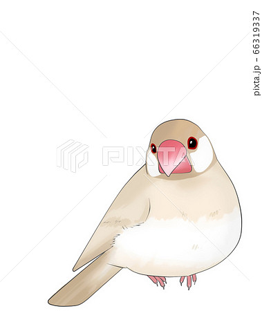 文鳥のイラスト素材集 ピクスタ