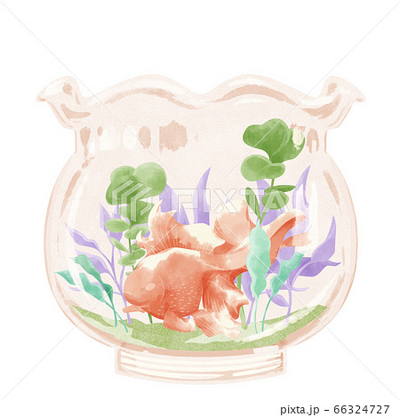 金魚鉢 金魚 魚 水草のイラスト素材