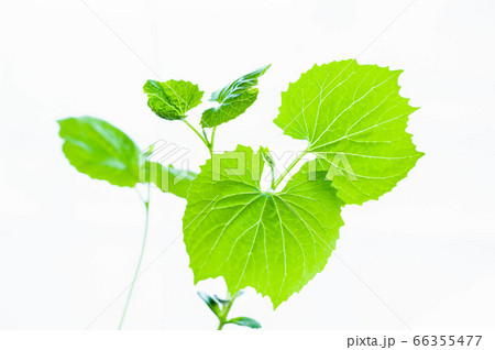 ゴーヤの苗の写真素材