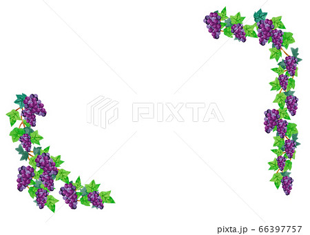 ブドウのつるのイラスト素材