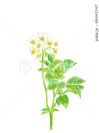 芋 じゃがいも かわいい イラスト キュートの写真素材