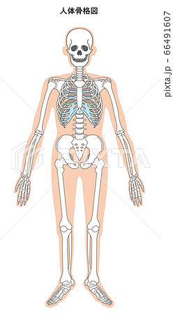 人体 骨格 全身 骨のイラスト素材