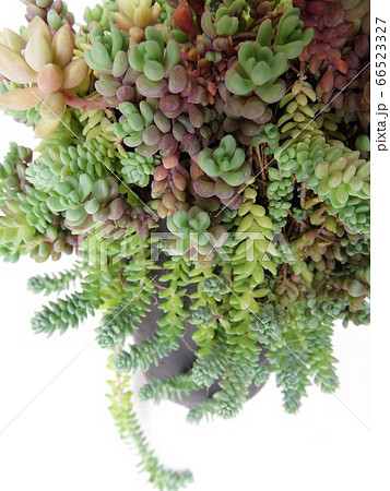 パープルヘイズの写真素材