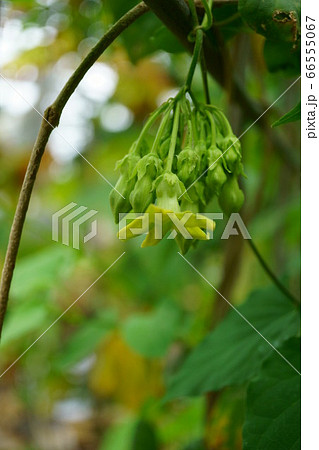 花 植物 イエライシャン 夜来香の写真素材