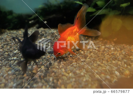 志摩マリンランドの写真素材