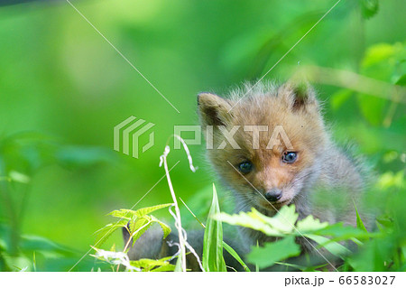 キタキツネの赤ちゃんの写真素材