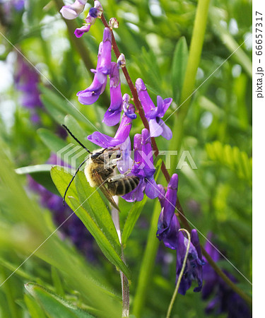 藤の花と虫の写真素材