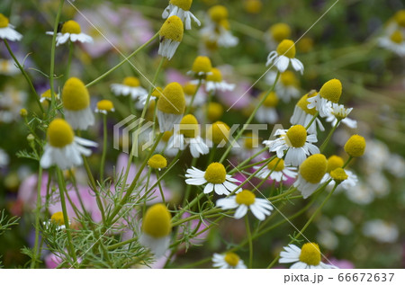 カツミレの写真素材
