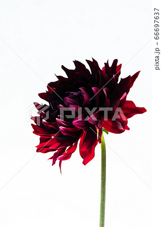 ダリア コクチョウの花の写真素材