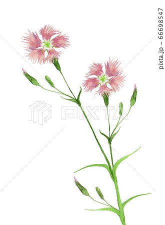 なでしこ 水彩画 花 手描きの写真素材 - PIXTA