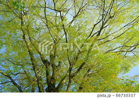 新緑 若葉 季節 けやきの深緑の写真素材 - PIXTA