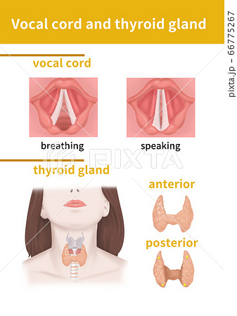 声帯のイラスト素材