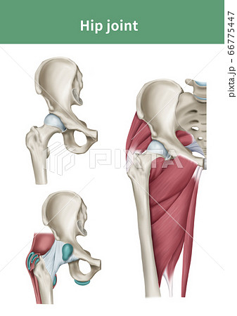 股関節のイラスト素材