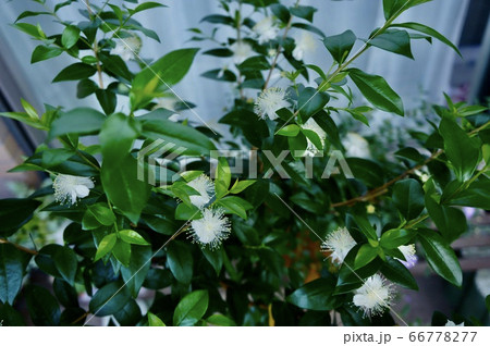 ミルテの花の写真素材