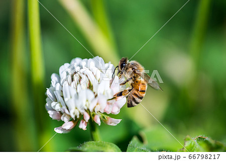 白いクローバーの写真素材