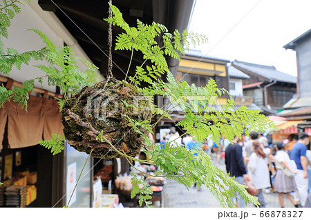 つりしのぶ 花の写真素材