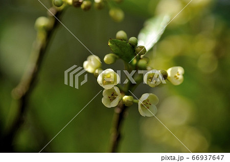 イヌツゲの花 イヌツゲ 花 犬柘植の花の写真素材