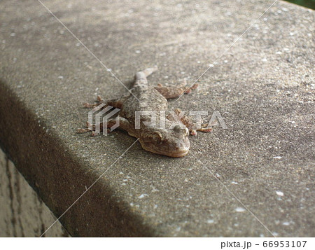 かべちょろの写真素材