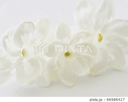 アラビアンジャスミンの写真素材